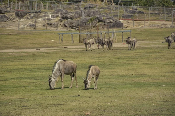 Descubre la fauna salvaje en Ponderosa con nuestro Safari Tour