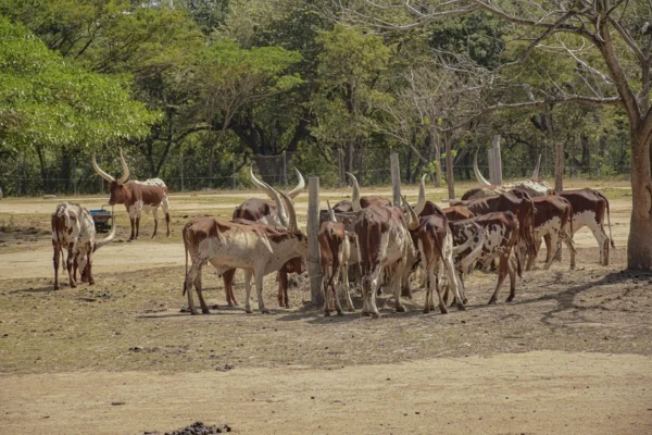 Explora la naturaleza en el Safari Tour de Ponderosa